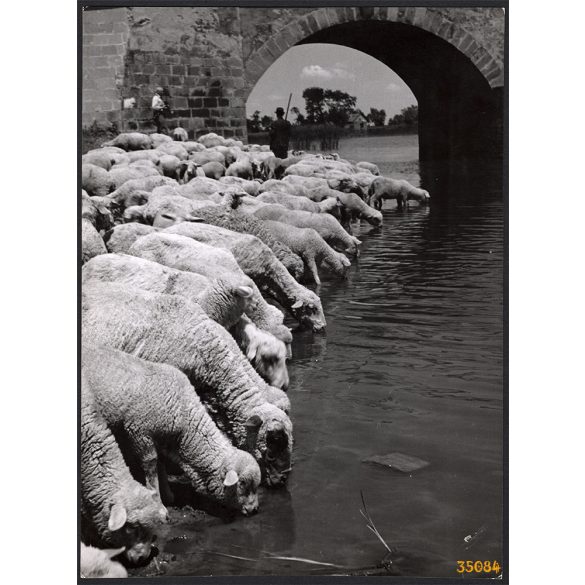 Nagyobb méret, Szendrő István fotóművészeti alkotása. Pásztor juhnyájjal, itatás, néprajz, mezőgazdaság, állatok, magyaros stílus, 1930-as évek. Eredeti, pecséttel jelzett fotó, papírkép, Agfa Brovira