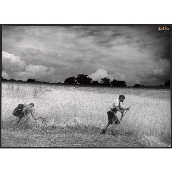 Nagyobb méret, Szendrő István fotóművészeti alkotása. Parasztok aratnak, marokszedő, kasza, foglalkozás, mezőgazdaság, néprajz, zsáner, 1930-as évek. Eredeti, pecséttel jelzett fotó, papírkép, Agfa Br