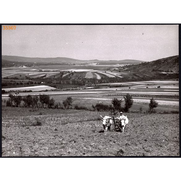 Nagyobb méret, Szendrő István fotóművészeti alkotása. Szántás a földeken, szürke marha, 1930-as évek. Eredeti, pecséttel jelzett fotó, papírkép, Agfa Brovira papíron. Dekorációnak, ajándéknak is kivál