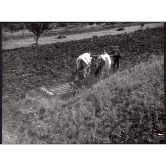 Nagyobb méret, Szendrő István fotóművészeti alkotása, földművelés állatokkal, szürke szarvasmarha, 1930-as évek. Eredeti, pecséttel jelzett fotó, papírkép, Agfa Brovira papíron.