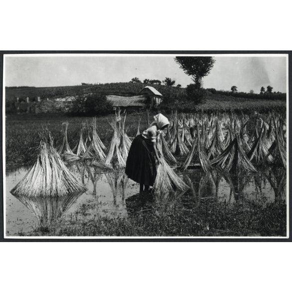 Baksálás, kender (len?) szárítása áztatás után, falu, paraszt, Horthy-korszak, néprajz, mezőgazdaság, hagyomány, 1940-es évek, Eredeti fotó, papírkép.  