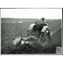   Hofherr, HSCS 30-35 „körmös” traktor szántás közben tehenekkel, jármű, mezőgazdaság, kommunizmus, 1950-es évek. Eredeti fotó, Magyar Film Foto pecsétjével jelzett papírkép.