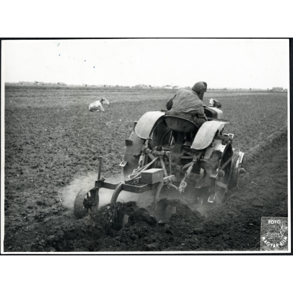 Hofherr, HSCS 30-35 „körmös” traktor szántás közben tehenekkel, jármű, mezőgazdaság, kommunizmus, 1950-es évek. Eredeti fotó, Magyar Film Foto pecsétjével jelzett papírkép.