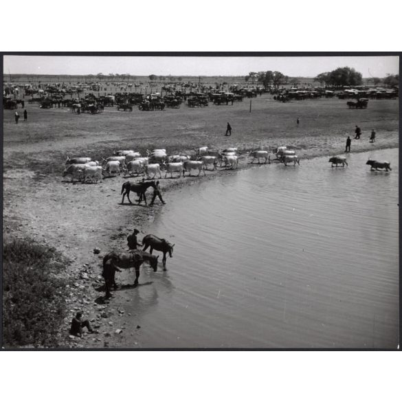 Nagyobb méret, Szendrő István fotóművészeti alkotása, állatvásár az Alföldön, állatok, lovasszekér, 1930-as évek. Eredeti, pecséttel jelzett fotó, papírkép, Agfa Brovira papíron. 