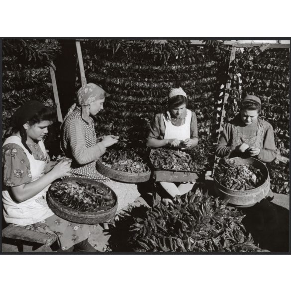 Nagyobb méret, Szendrő István fotóművészeti alkotása, munka a szegedi paprika üzemben, Szeged, Csongrád-Csanád megye, népviselet, kendő, 1930-as évek. 