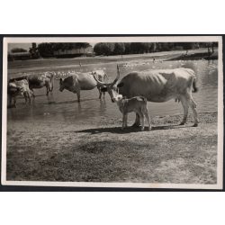   Szarvasmarhák az itatónál, Magyarország, vidék, tanya, utcakép, Horthy-korszak, állatok, tó, helytörténet, 1930-es évek, Eredeti fotó, papírkép.   