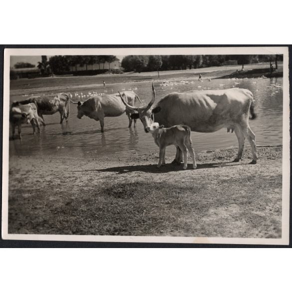 Szarvasmarhák az itatónál, Magyarország, vidék, tanya, utcakép, Horthy-korszak, állatok, tó, helytörténet, 1930-es évek, Eredeti fotó, papírkép.   